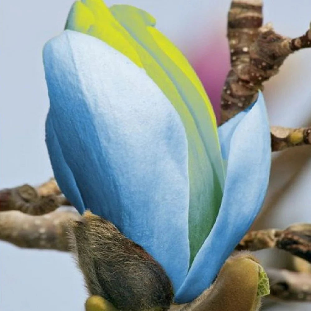 Magnolia "Blue Opal" - Flori Mari Parfumate