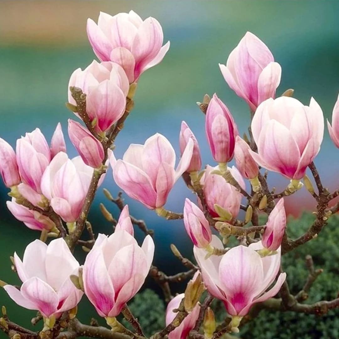 Magnolia "Soulangeana" - Flori Mari Parfumate