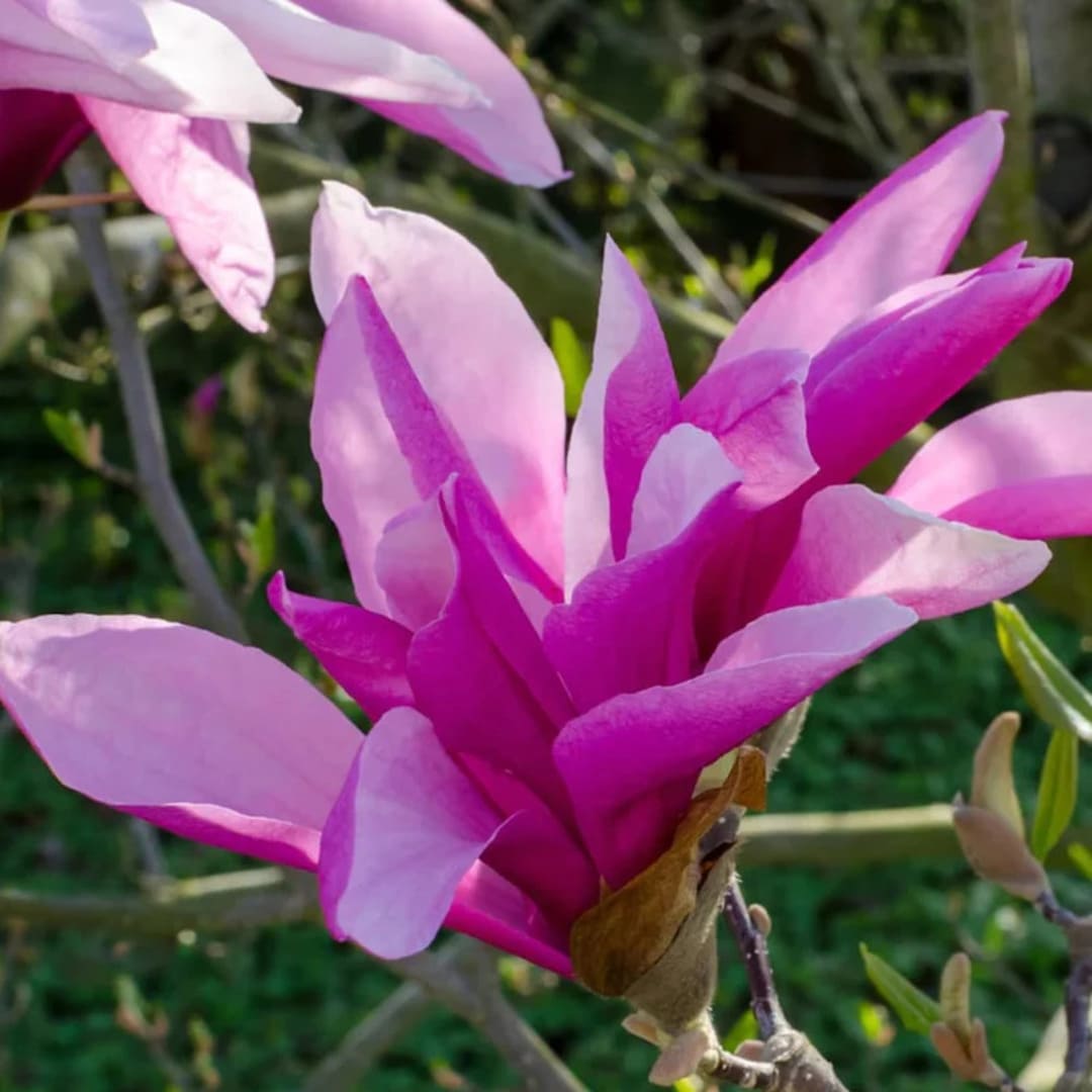 Magnolia "Betty" - Flori Mari Parfumate
