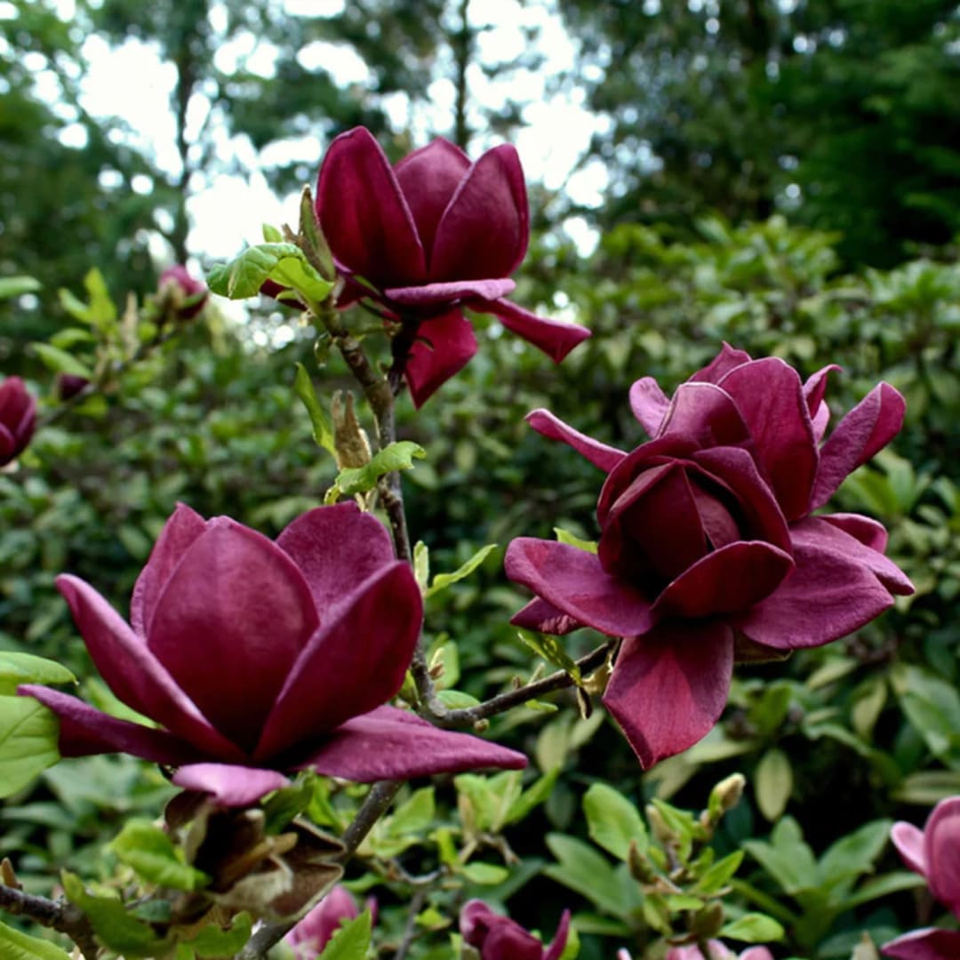 Magnolia "Genie" - Flori Mari Parfumate