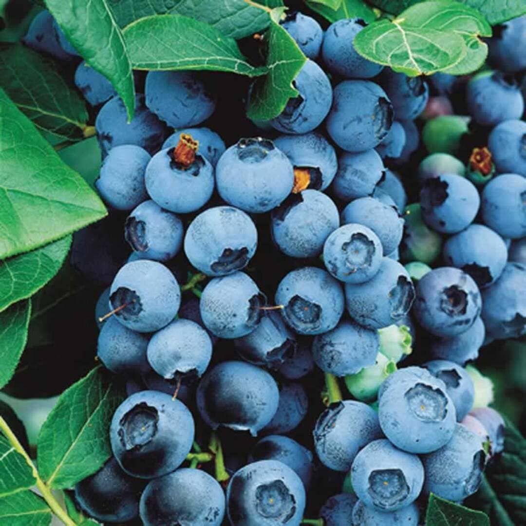 Afin de Cultura "Bluecorp" - Vaccinium