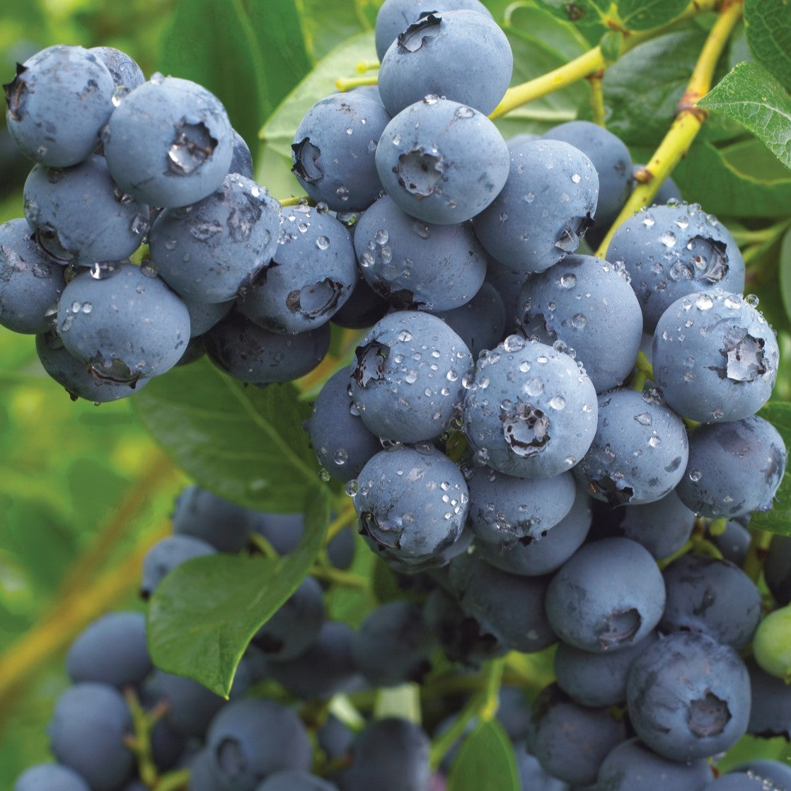 Afin de Cultura "Duke" - Vaccinium
