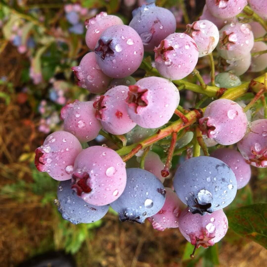 Afin de Cultura "Pink Lemonade" - Vaccinium