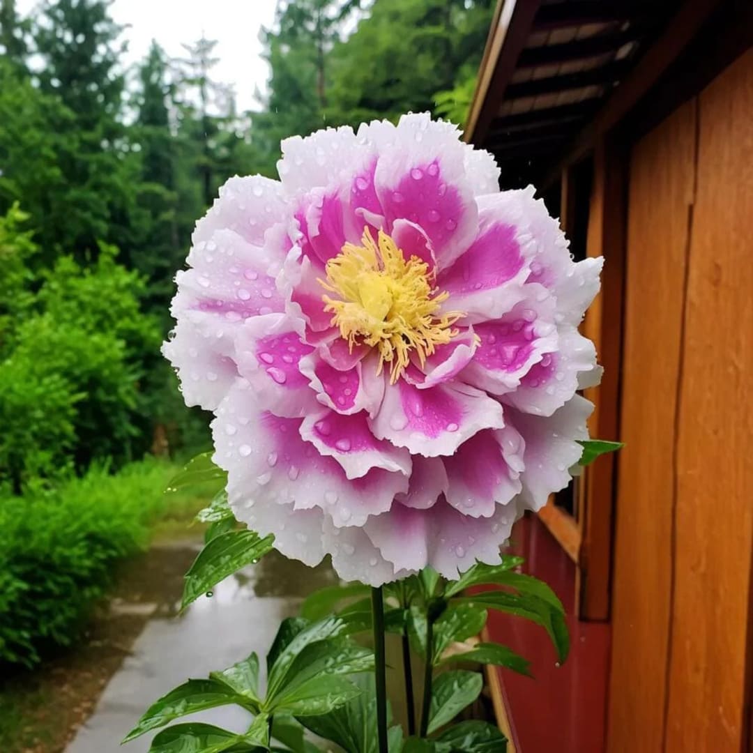 Bujor Arbustiv Roz-Galben - Paeonia Suffruticosa