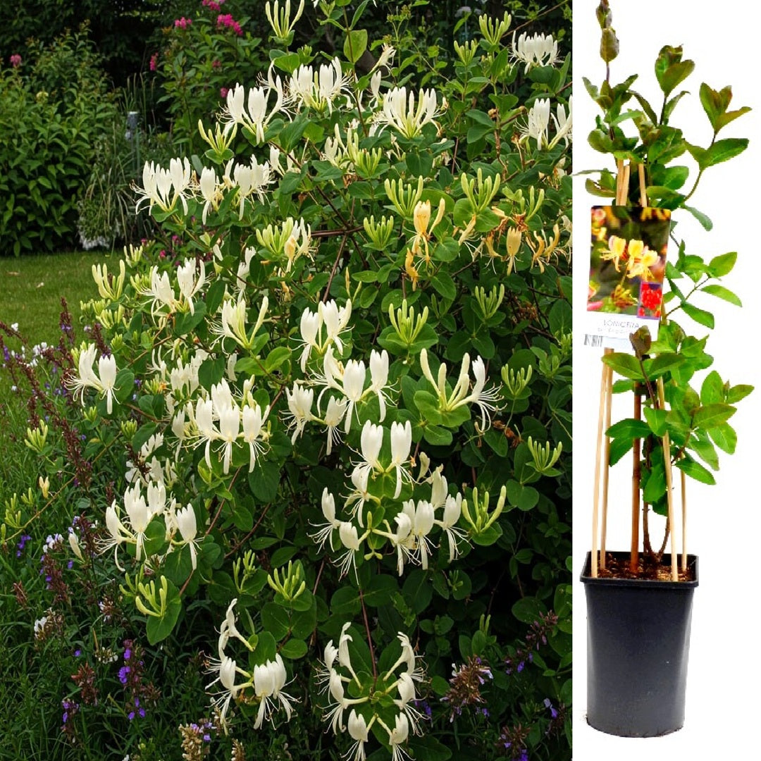 Mana Maicii Domnului Alb - Caprifoi Lonicera Japonica