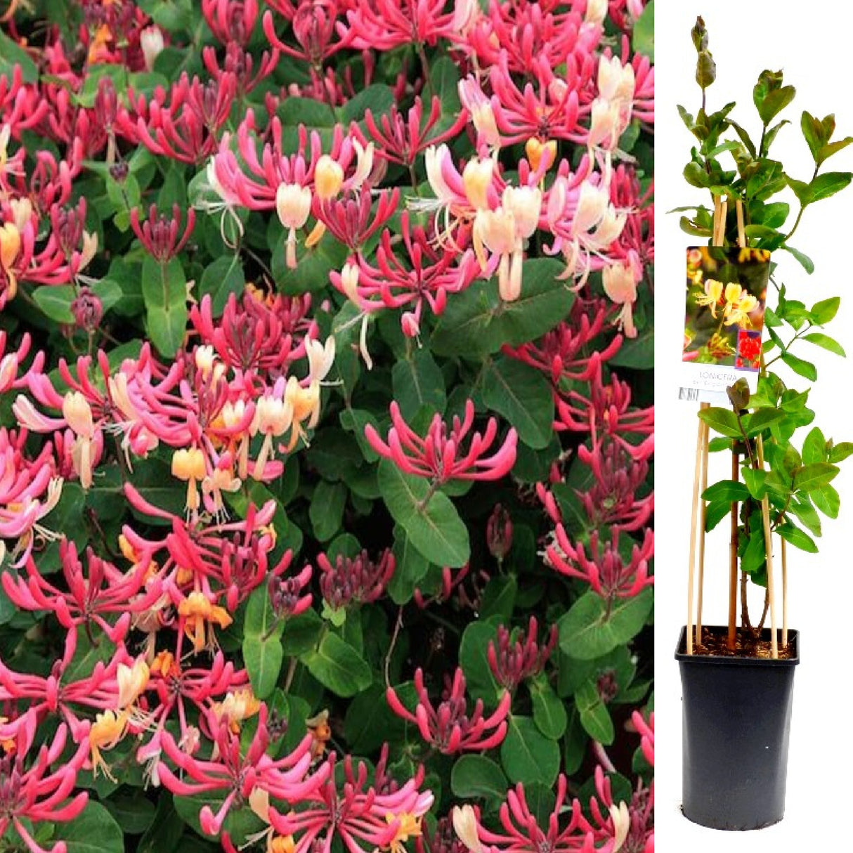 Mana Maicii Domnului Roz - Caprifoi Lonicera Japonica