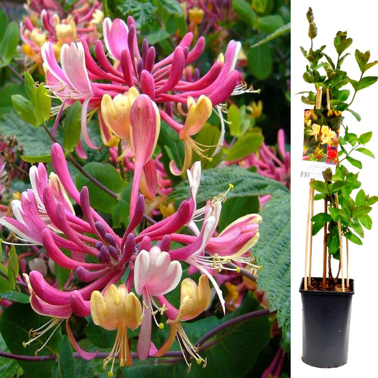 Mana Maicii Domnului Violet - Caprifoi Lonicera Japonica