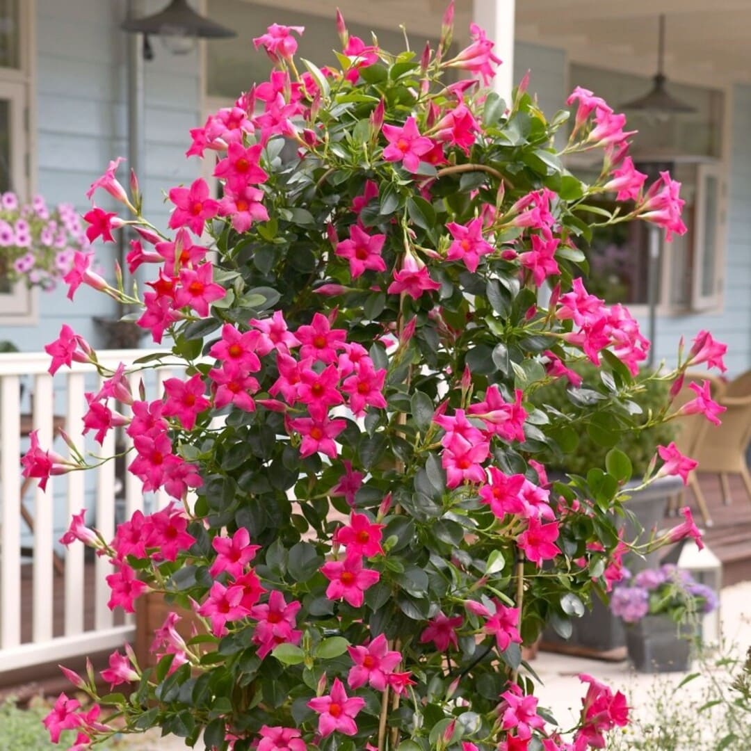 Dipladenia Roz - Mandevilla