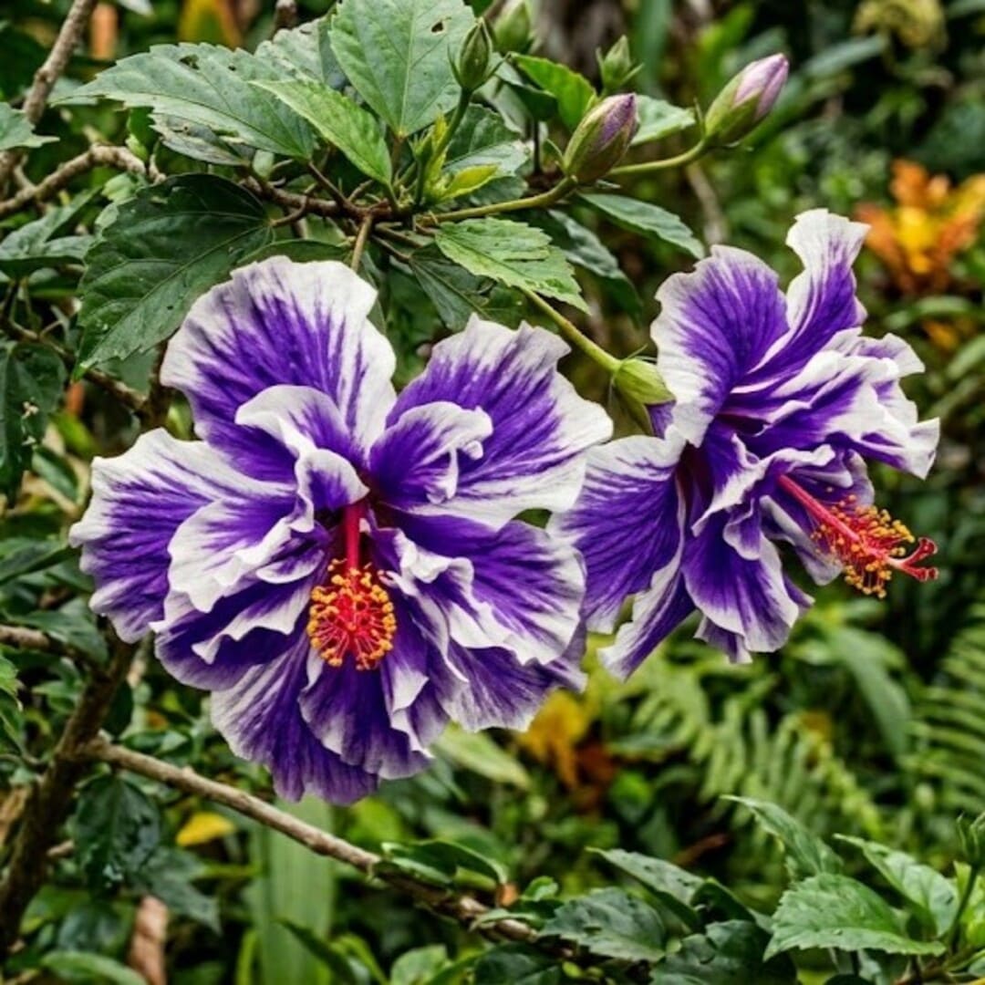 Hibiscus Tufa Alb-Mov - Syriacus