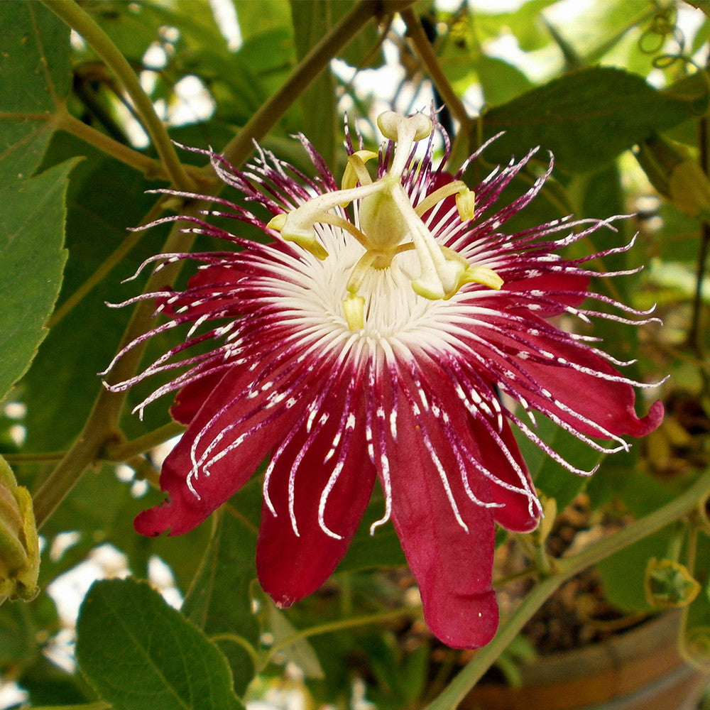 Passiflora "Incarnata Red" - Floarea Pasiunii