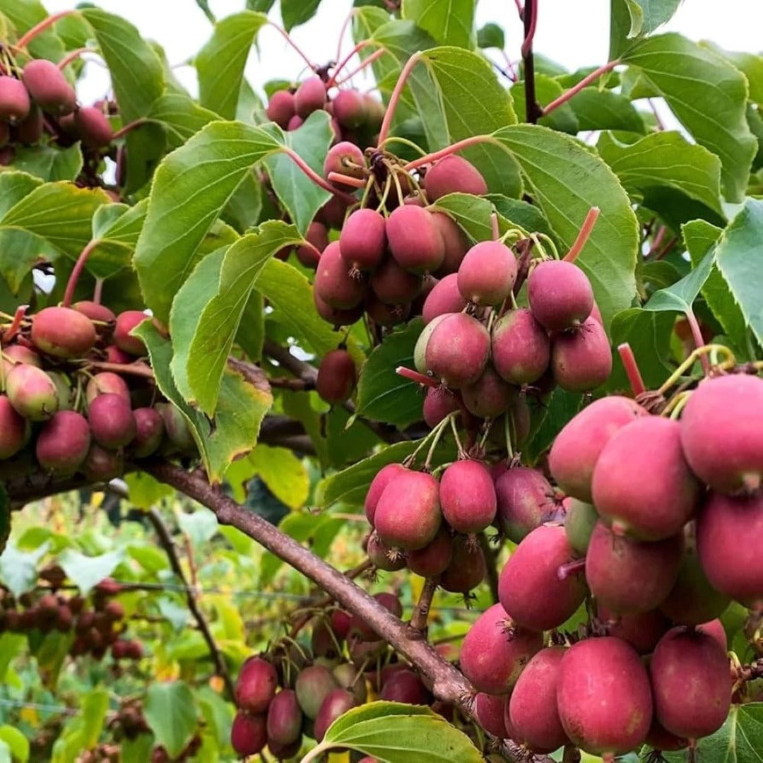Kiwi Autofertil Anana - Actinidia Deliciosa