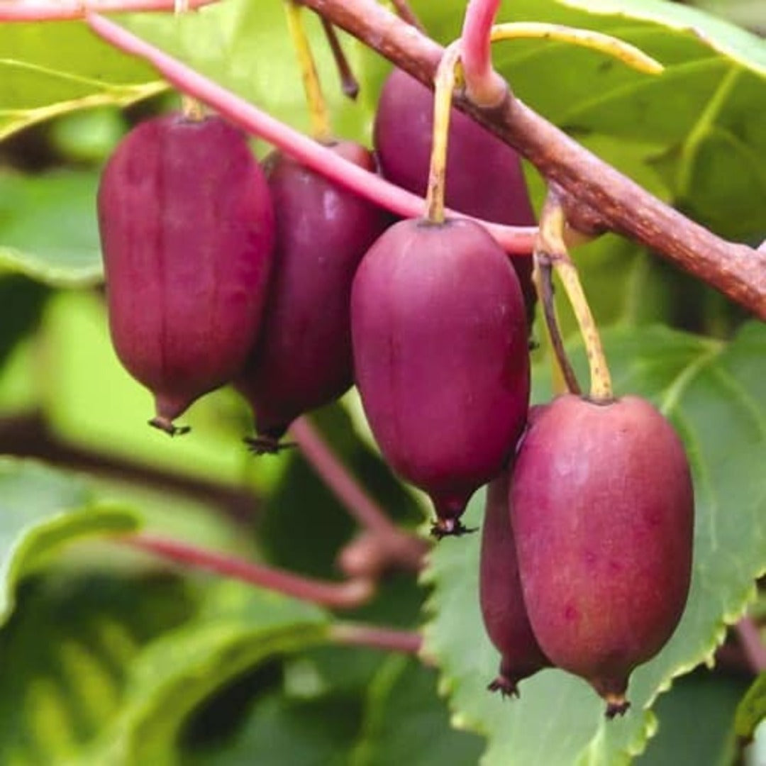 Mini-Kiwi Autofertil Scarlet - Actinidia Arguta