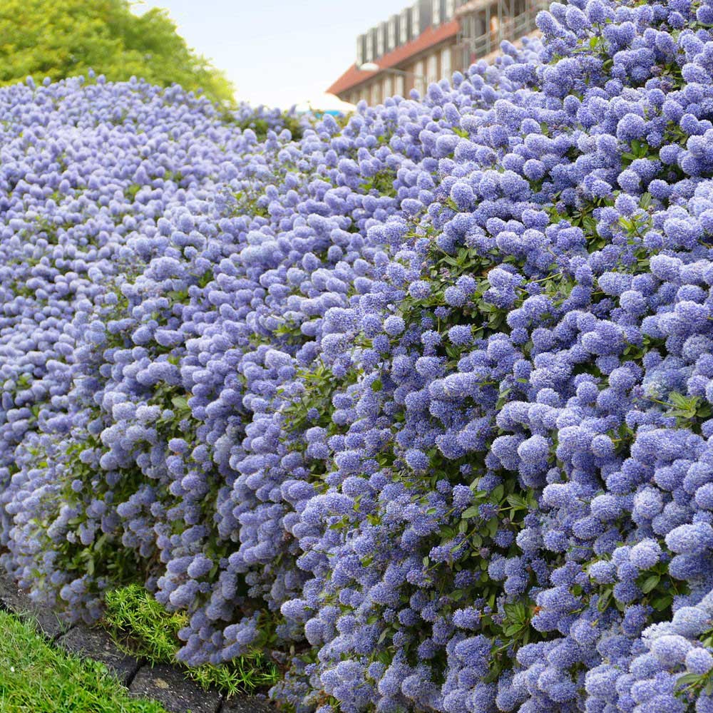 Liliac Californian Albastru - Ceanothus (Vesnic Verde)