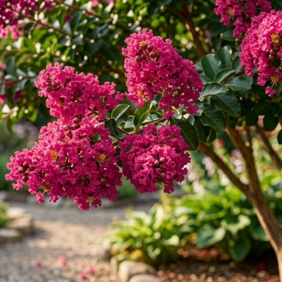 Liliac Indian Roz - Lagerstroemia Indica