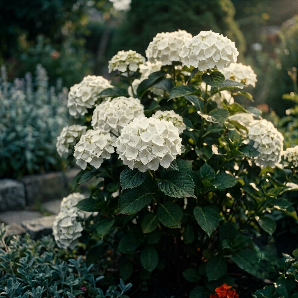 Hortensia Macrophylla Alba - Hortensie de Umbra