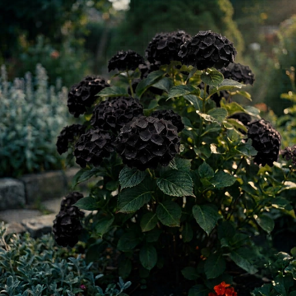 Hortensia Macrophylla Neagra - Hortensie de Umbra