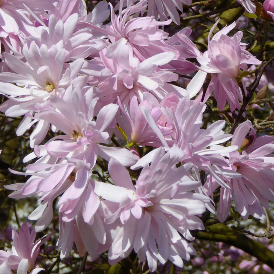 Magnolia "Stellata Rosea" - Flori Mari Parfumate