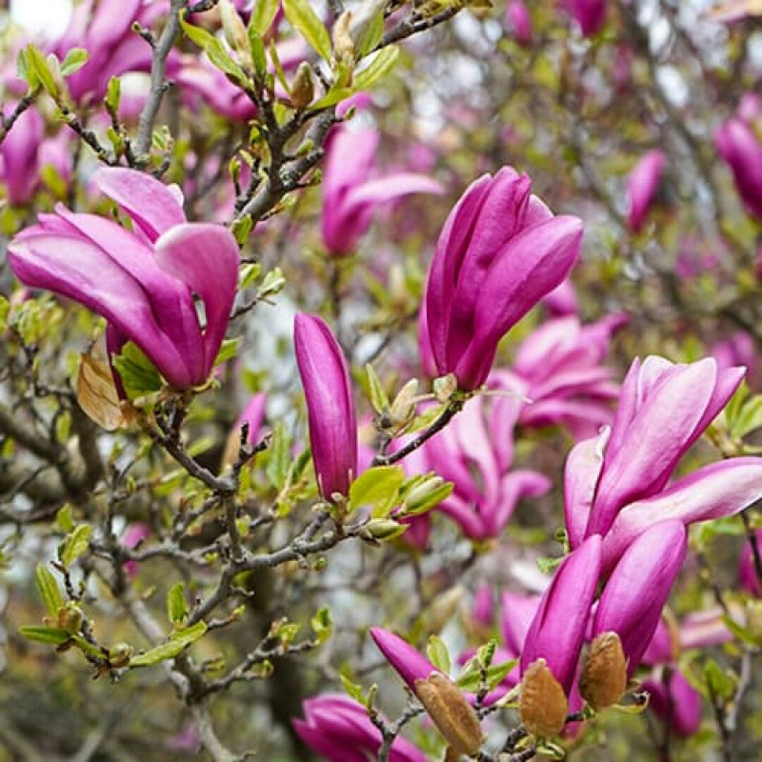 Magnolia "George Henry" - Flori Mari Parfumate