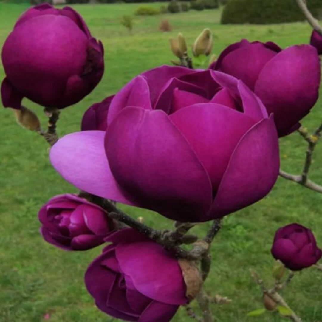 Magnolia "Black Tulip" - Flori Mari Parfumate