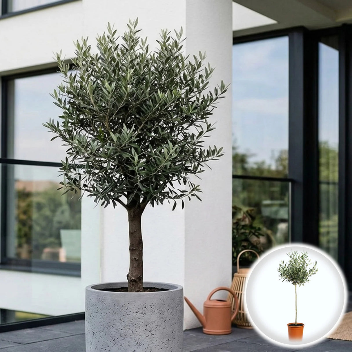Maslin pe Picior - Olea Europaea