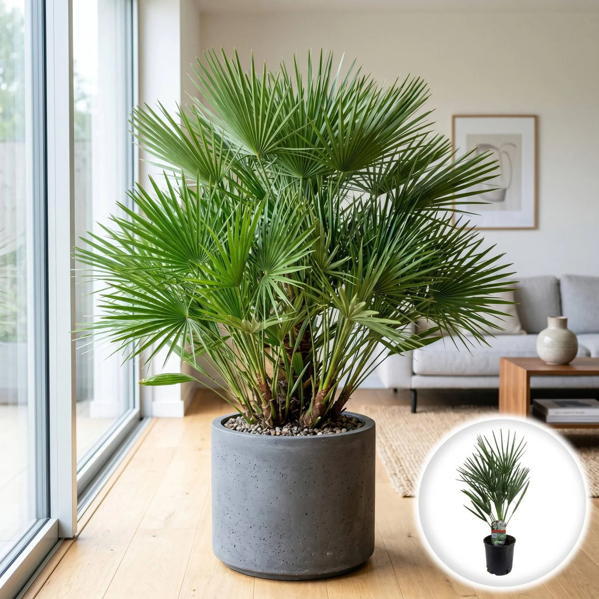 Palmier Evantai Decorativ - Chamaerops Humilis