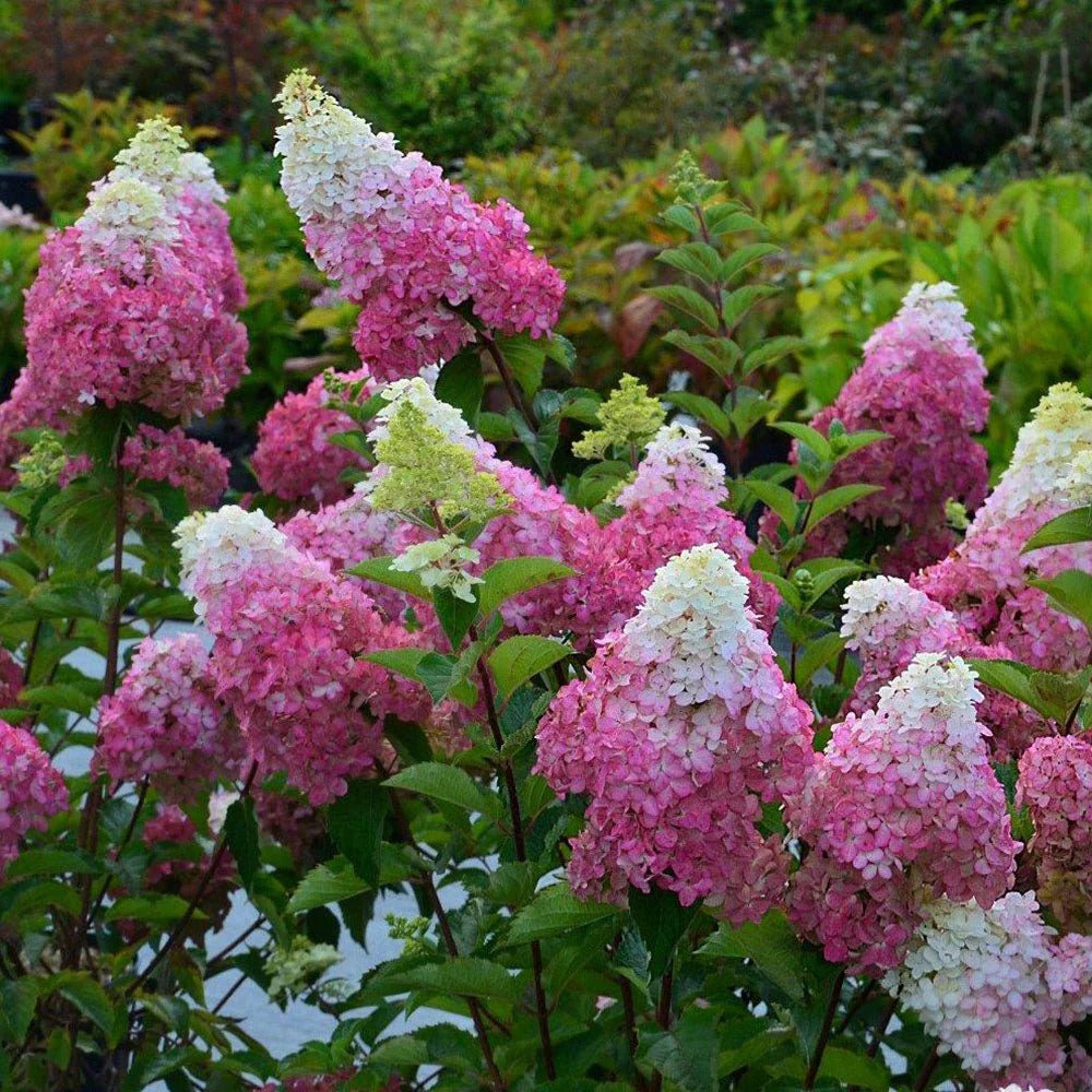 Hortensia Paniculata "Fraise Melba" - Hortensie de Soare
