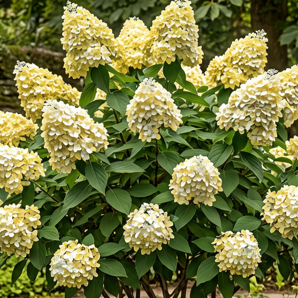 Hortensia Paniculata "Yellow Cream" - Hortensie de Soare