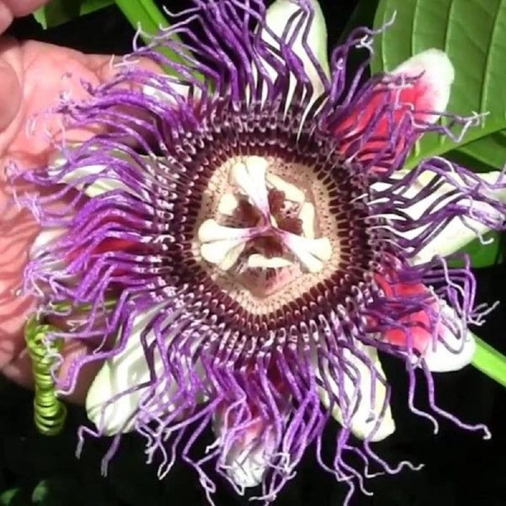 Passiflora "Caerulea Bicolor" - Floarea Pasiunii