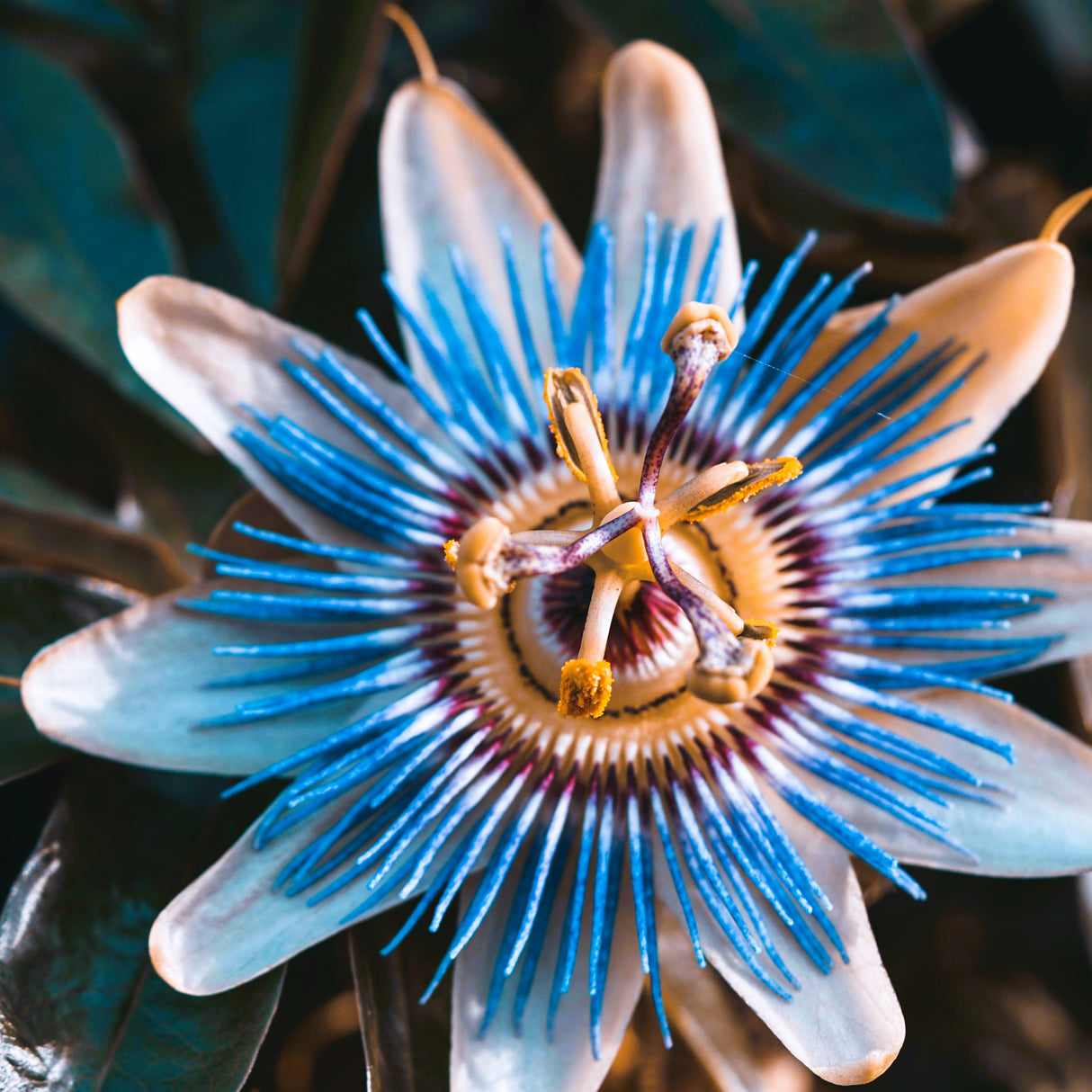 Passiflora "Blue Azur" - Floarea Pasiunii