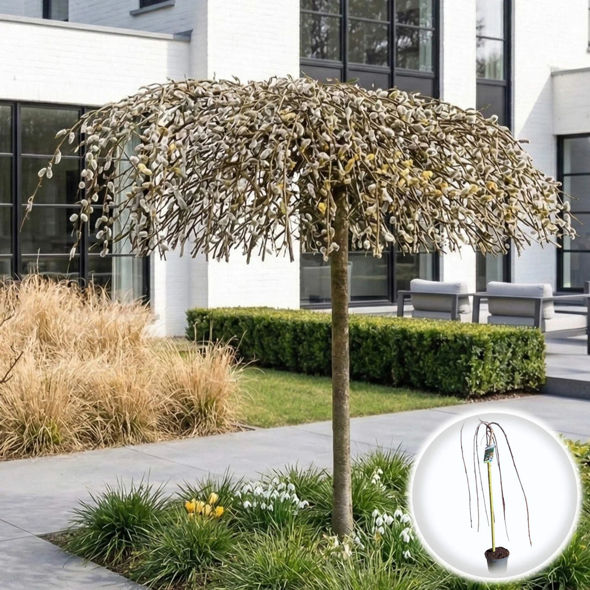 Salcie Pletoasa Curgatoare - Salix Caprea Pendula