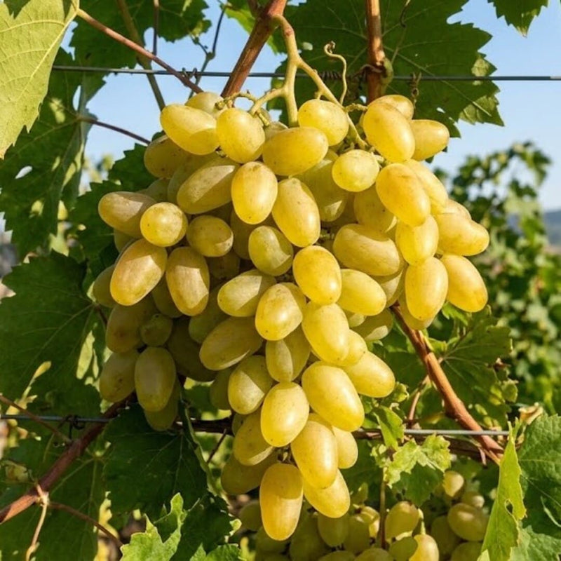 Vita de Vie "Dolgojdannai" Fara Samburi, Soi de Masa Anul 4