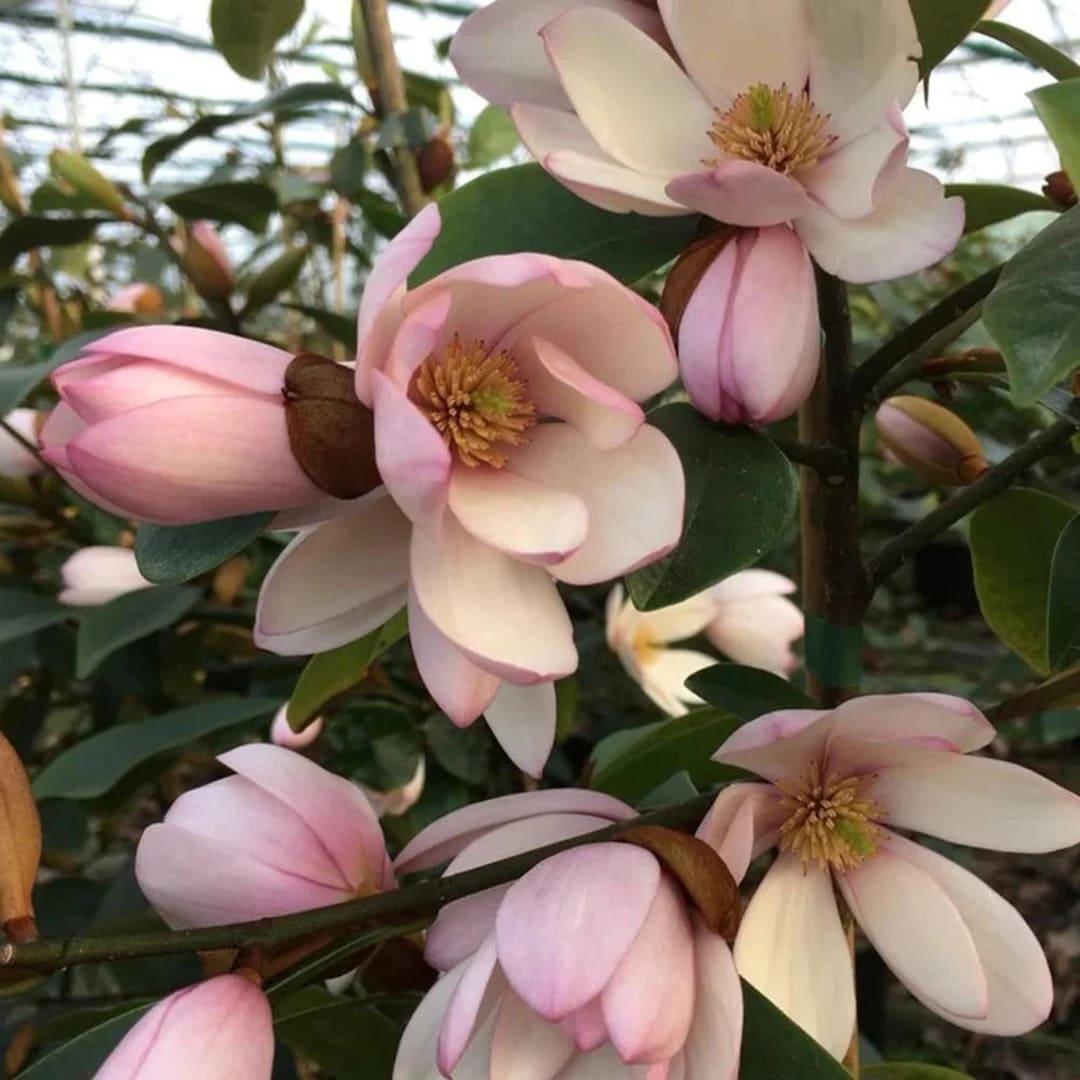 Magnolia "Fairy Bush" - Flori Mari Parfumate