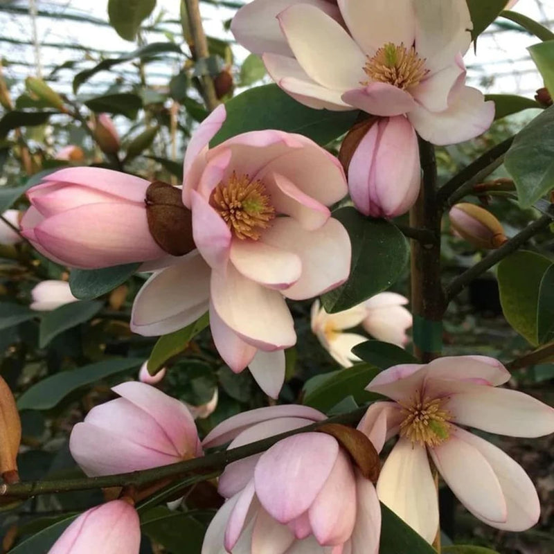 Magnolia "Fairy Bush" - Flori Mari Parfumate