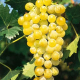 Vita de Vie "Muscat Polske" Fara Samburi, Soi de Masa Anul 4