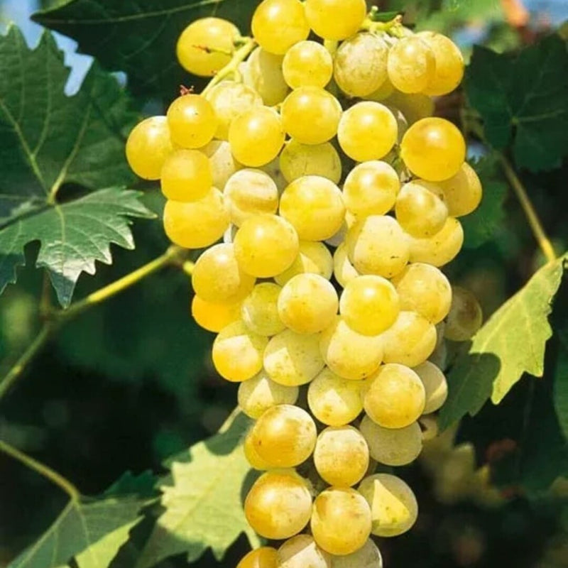 Vita de Vie "Muscat Polske" Fara Samburi, Soi de Masa Anul 4