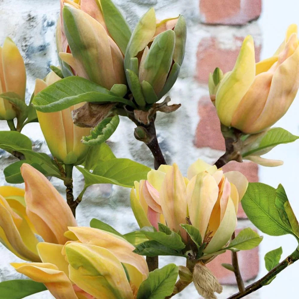 Magnolia "Sunspire" - Flori Mari Parfumate