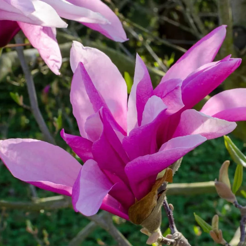 Magnolia "Betty" - Flori Mari Parfumate