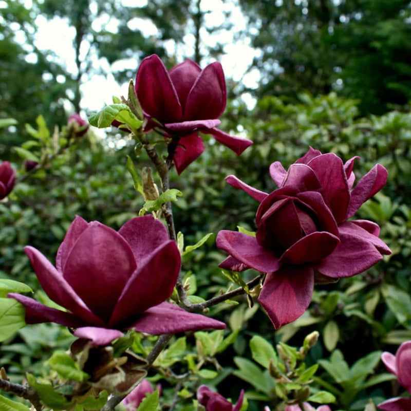 Magnolia "Genie" - Flori Mari Parfumate