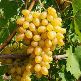Vita de Vie "Muscat de Liubimai" Soi de Masa Anul 4