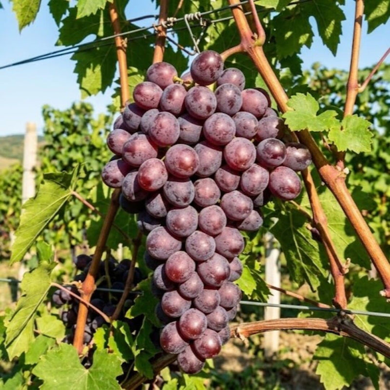 Vita de Vie "Podaroc Nesfetaia" Soi de Masa Anul 4