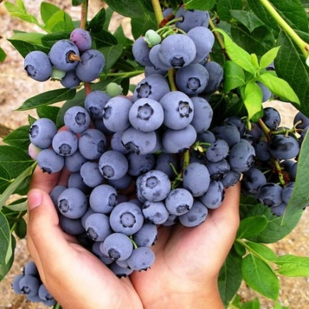 Afin de Cultura "Brigitta" - Vaccinium