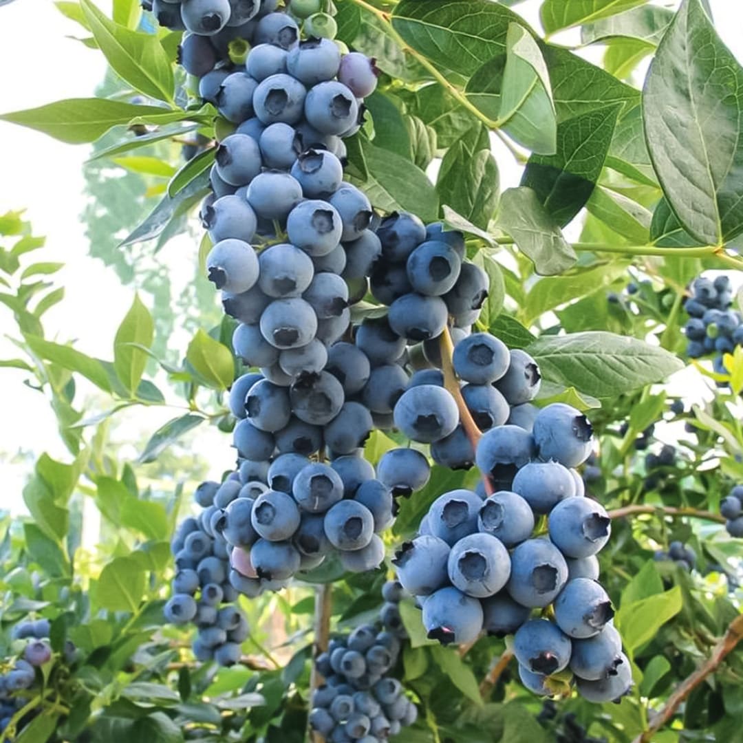 Afin de Cultura "Chandler" - Vaccinium