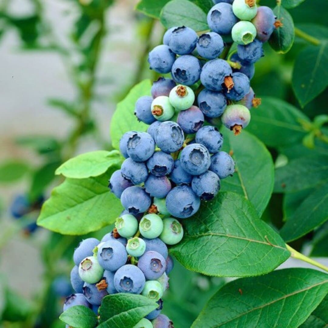 Afin de Cultura "Ozark Blue" - Vaccinium