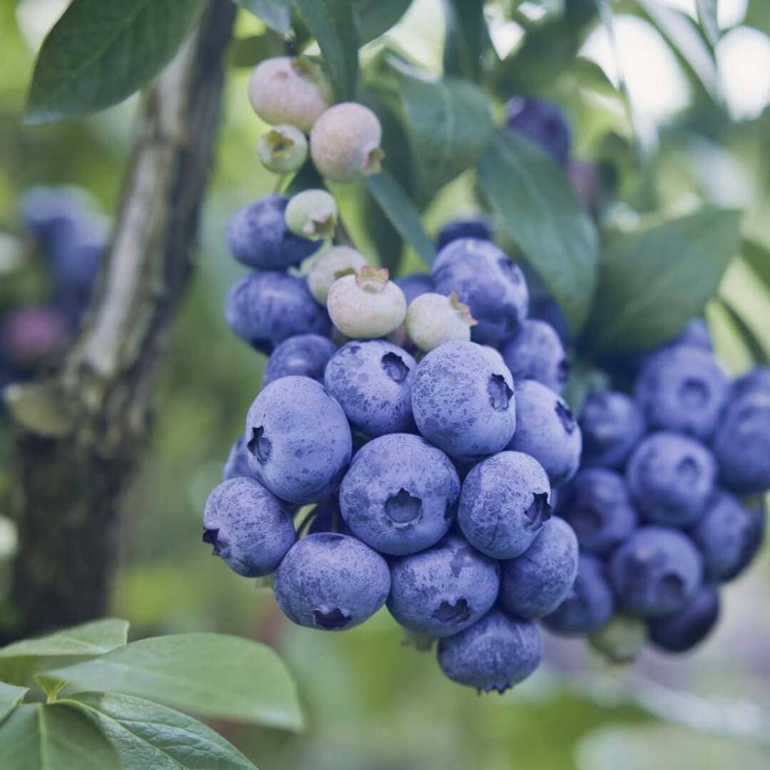 Afin de Cultura "Patriot" - Vaccinium