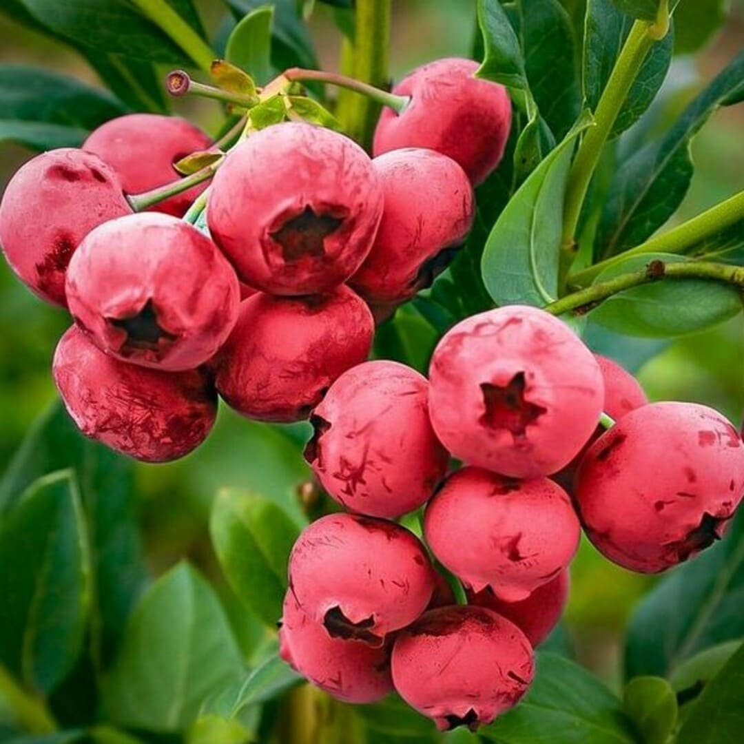 Afin de Cultura "Redcorp" - Vaccinium