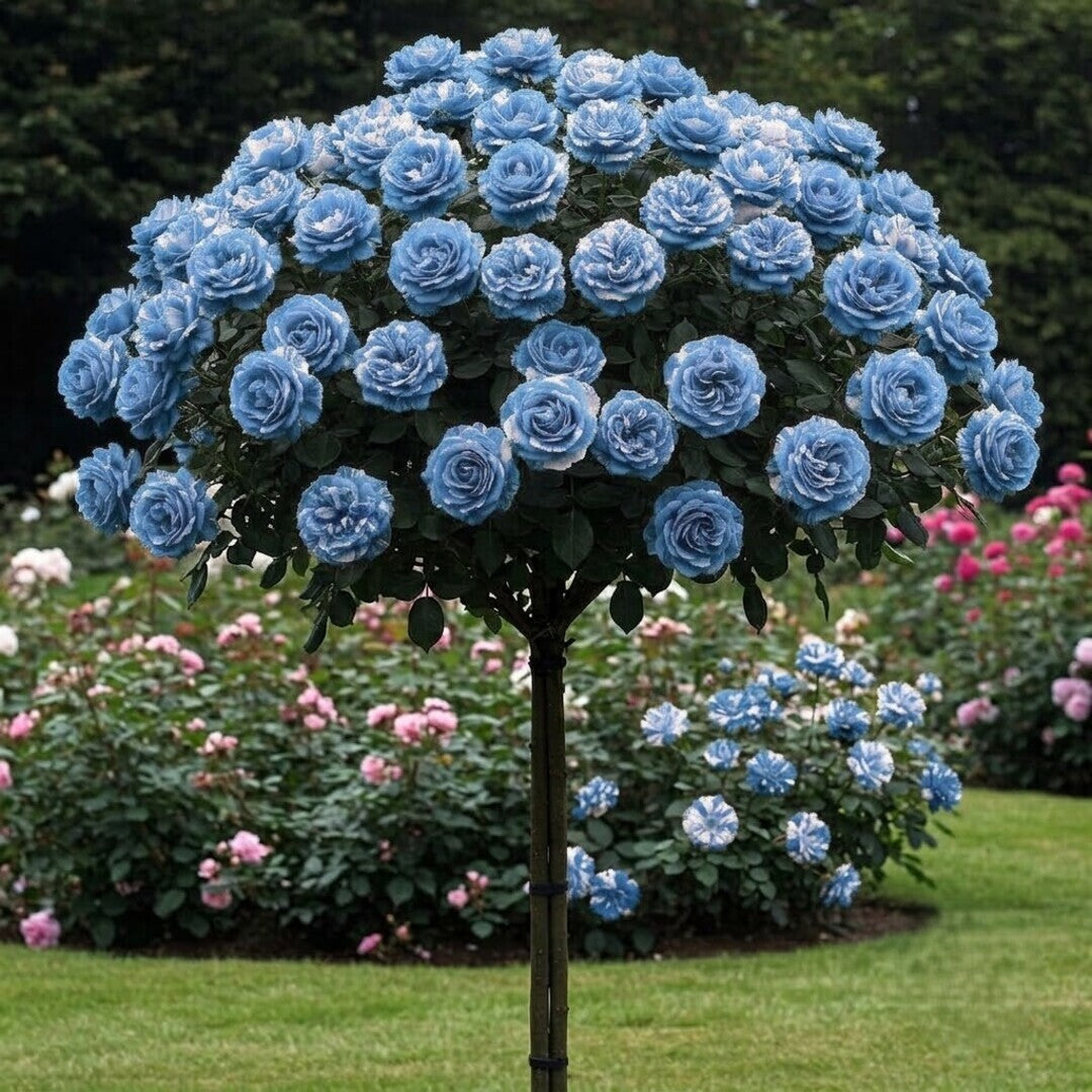 Trandafir Pomisor "Blue and White" Anul 4