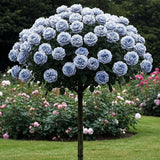 Trandafir Pomisor "Blue Opal" Anul 4