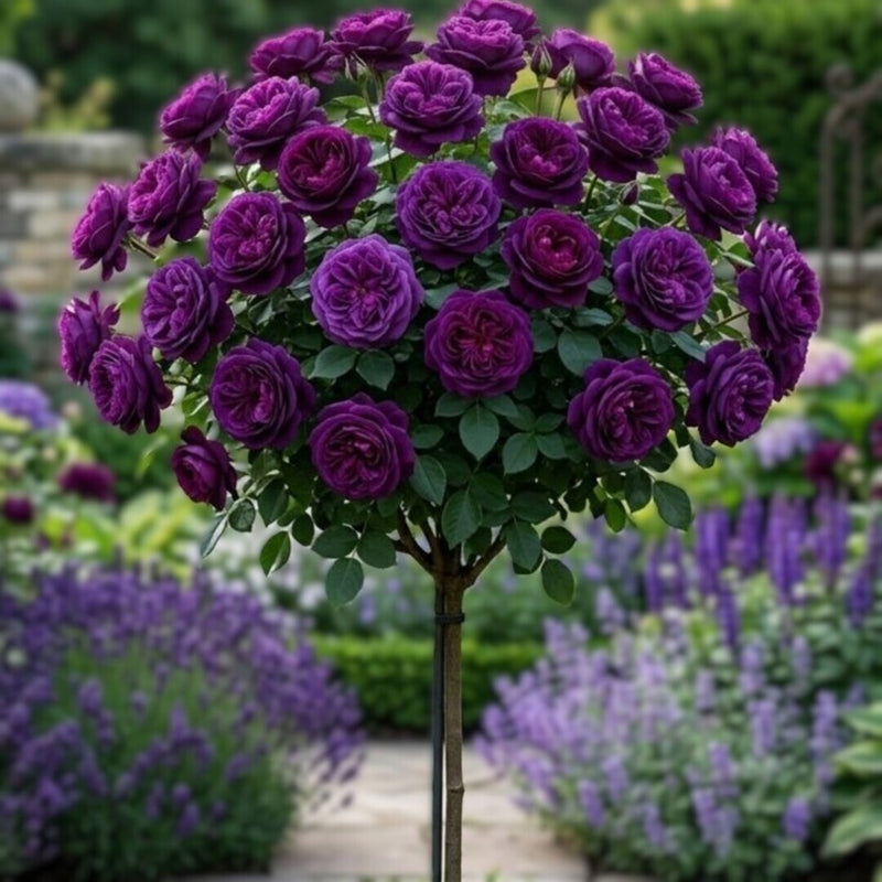 Trandafir Pomisor "Amethyst" Anul 4
