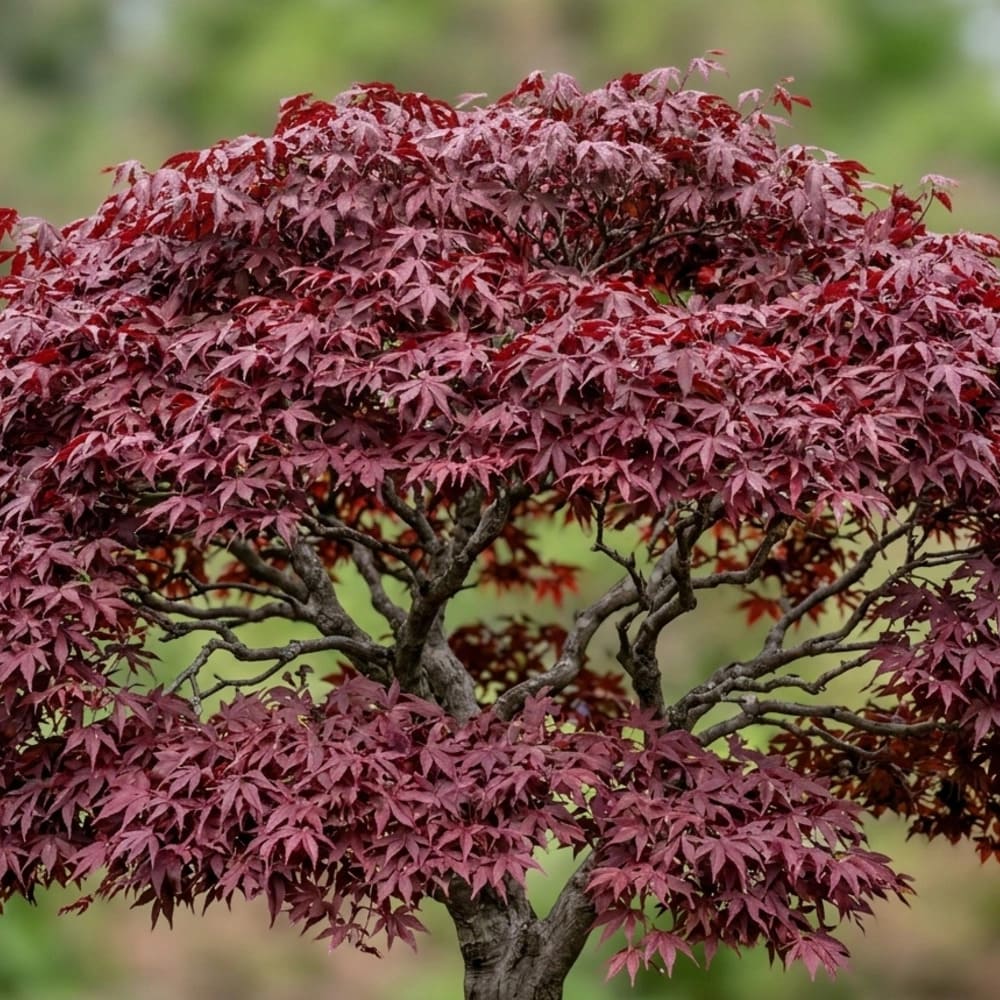 Artar Japonez Rosu - Acer Palmatum Sketers Broom