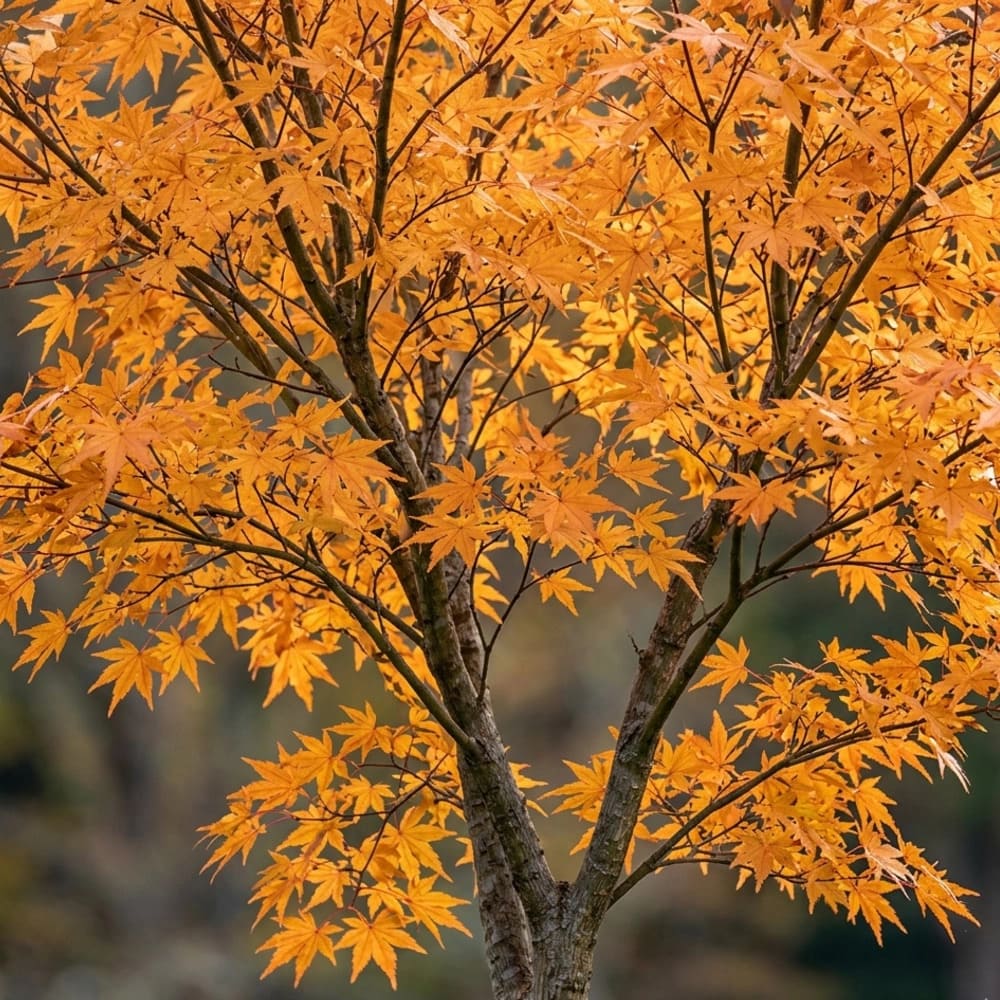 Artar Japonez Portocaliu - Acer Palmatum Orange Dream